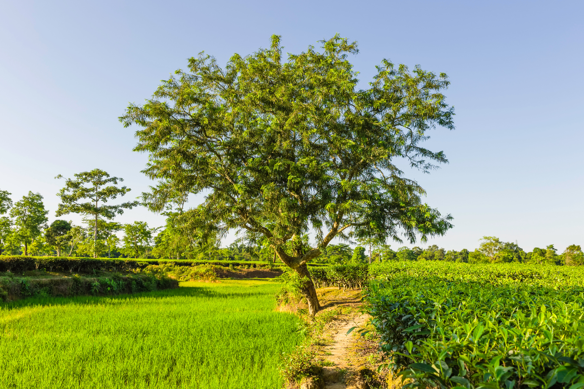 144 jorhat.webp